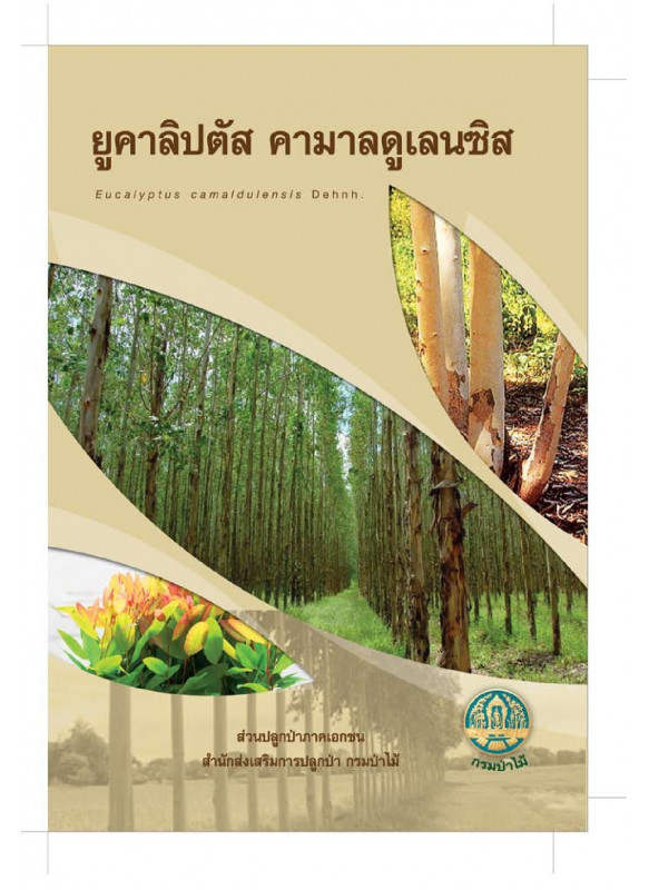 ยูคาลิปตัส คามาลดูเลนซิส ยูคาลิปตัส คามาลดูเลนซิส